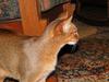 Detrevande's Chit Chat of Highgaitpaws